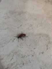 Pseudocistela ceramboides