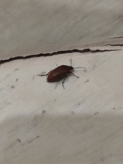 Pseudocistela ceramboides