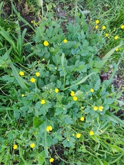 Ranunculus repens