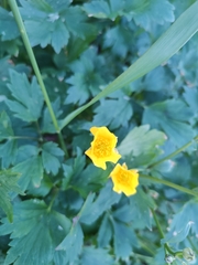 Ranunculus repens
