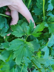Ranunculus repens