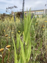 Dipsacus fullonum