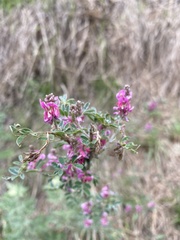 Indigofera australis