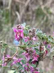 Indigofera australis