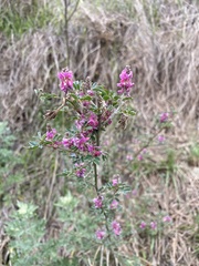 Indigofera australis