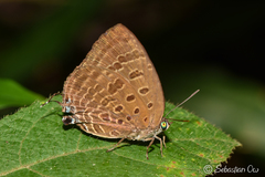 Arhopala athada