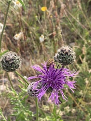 Centaurea scabiosa