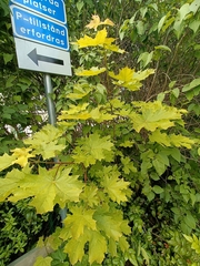 Acer platanoides