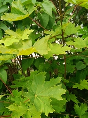 Acer platanoides