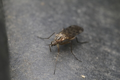 Anisopodidae