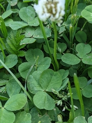 Trifolium repens