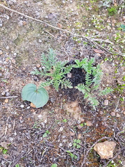 Pelargonium auritum auritum