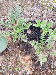 Pelargonium auritum auritum