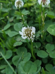 Trifolium repens