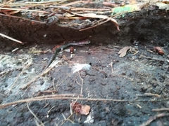 Pseudoeurycea leprosa