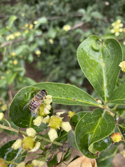 Eristalis cerealis