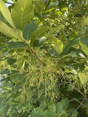 Chionanthus virginicus