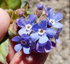 Hackelia velutina
