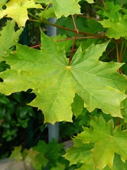 Acer platanoides