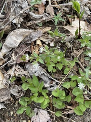 Stellaria pubera