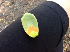 Liriodendron tulipifera