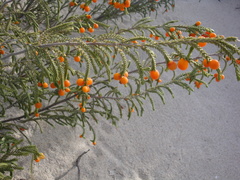 Passerina ericoides
