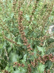 Rumex nepalensis