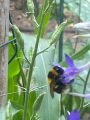 Bombus ruderatus