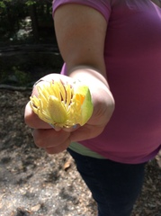 Liriodendron tulipifera