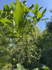 Chionanthus virginicus