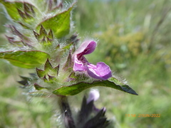 Stachys heraclea