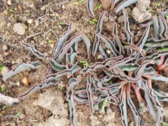 Euphorbia tuberosa
