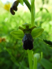 Ophrys fusca