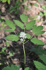 Actaea spicata
