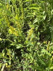 Melilotus officinalis