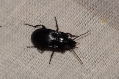 Abax ovalis
