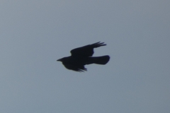 Corvus corone