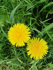Taraxacum officinale