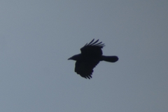 Corvus corone