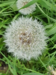 Taraxacum officinale