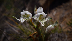 Chloraea multiflora