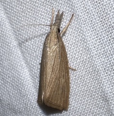 Diatraea crambidoides