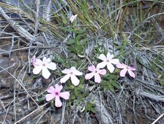 Phlox stansburyi