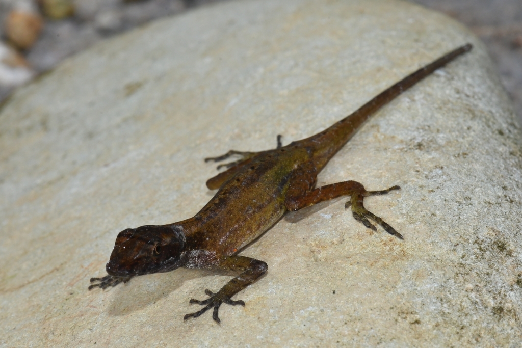 Granular Anole