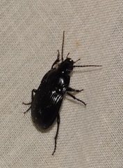Abax ovalis