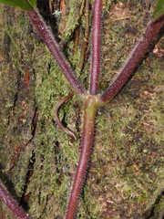Pagothyra maculata