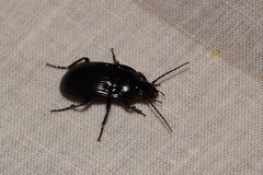 Abax ovalis
