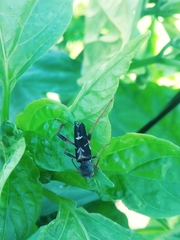 Neoclytus araneiformis