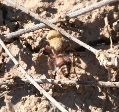 Dasymutilla snoworum