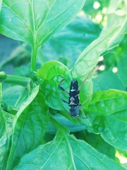 Neoclytus araneiformis